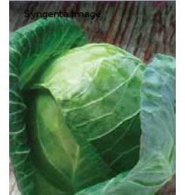 OSC Gregorian Hybrid Cabbage Seeds 1303