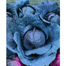 OSC Red Express Cabbage Seeds 1332