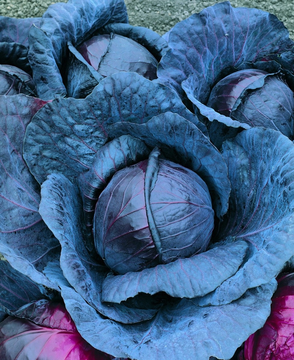 OSC Red Express Cabbage Seeds 1332