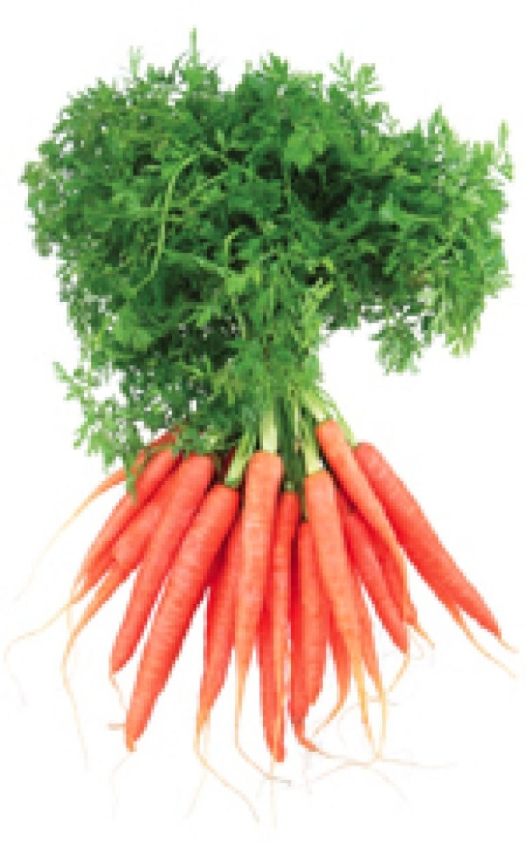 OSC Baby Finger Carrot Seeds 1355