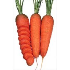 OSC Chantenay Red Carrot Seeds 1360
