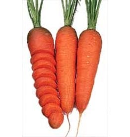 OSC Chantenay Red Carrot Seeds 1360