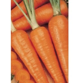 OSC Danvers Half-Long Carrot Seeds 1365