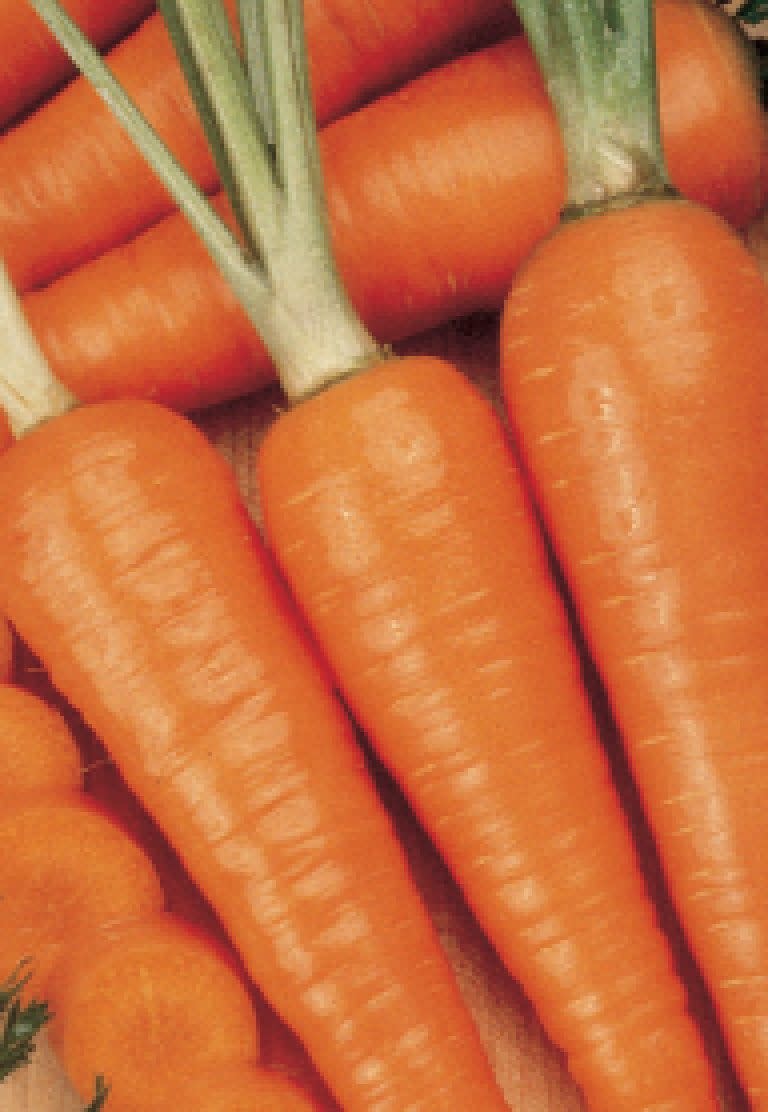 Danvers Half-Long Carrot Seeds 1365