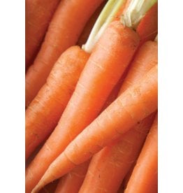 OSC Imperator Carrot Seeds 1370