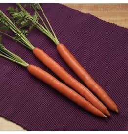 OSC Triton Hybrid Carrot Seeds 1371