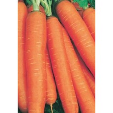 Nantes Coreless Carrot Seeds 1375