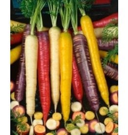 OSC Rainbow Blend Carrot Seeds 1380