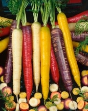 OSC Rainbow Blend Carrot Seeds 1380