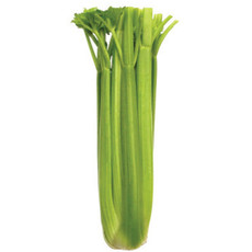 OSC Tall Utah Celery Seeds 1455