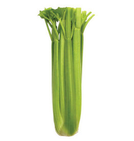 OSC Tall Utah Celery Seeds 1455