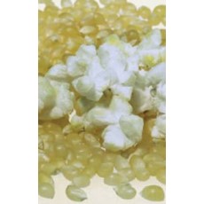 OSC Robust R98114W Popcorn Seeds 1585