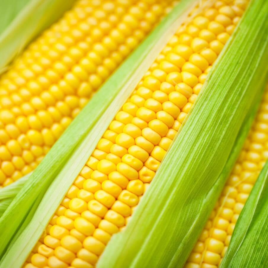 Golden Bantam Sweet Corn Seeds (Open Pollinated Type) 1510