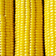 OSC Sunnyvee Sweet Corn Seeds ('SU' Yellow Type) 1525