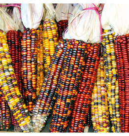 OSC Ornamental Corn Seeds 1600