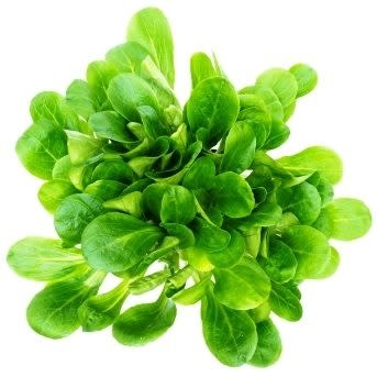 OSC Lamb's Lettuce Corn Salad Seeds 1465