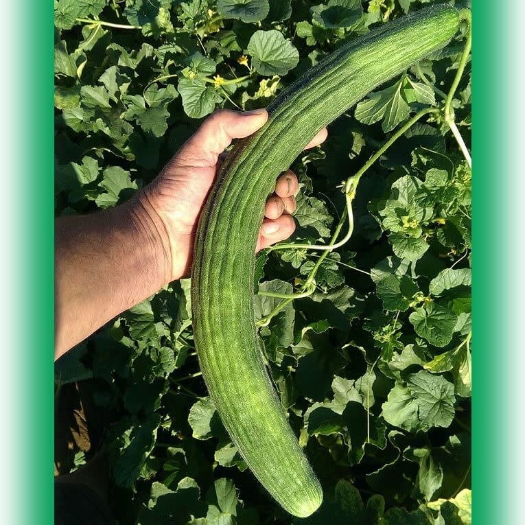 OSC Armenian Cucumber Seeds 1649