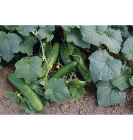 OSC Burpless Hybrid Cucumber Seeds (Slicing Type) 1625