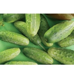 OSC Chicago Cucumber Seeds (Pickling Type) 1605
