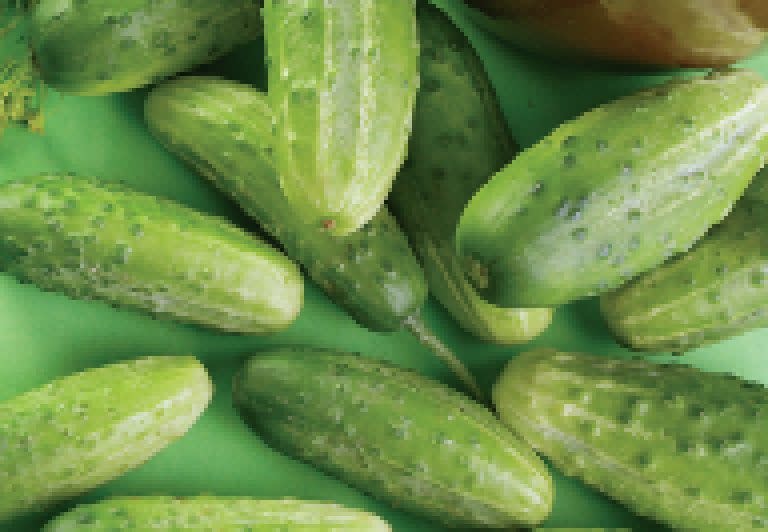 OSC Chicago Cucumber Seeds (Pickling Type) 1605