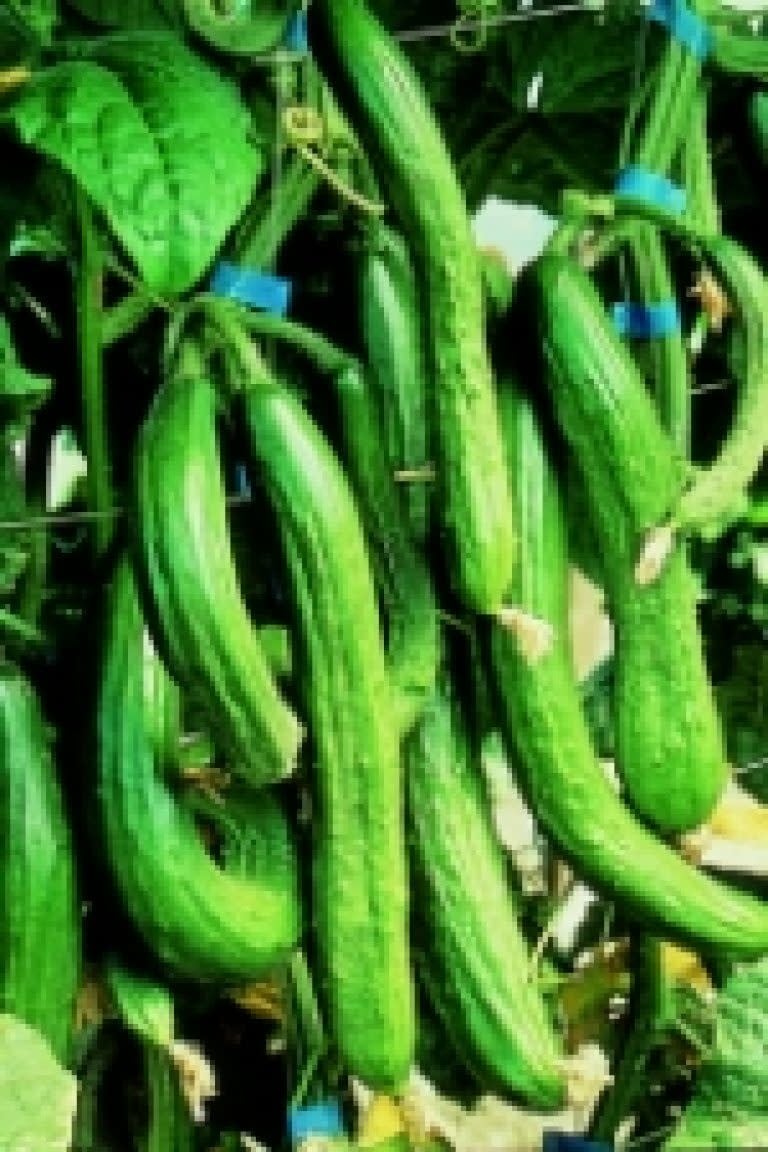 OSC English Telegraph Cucumber Seeds 1655