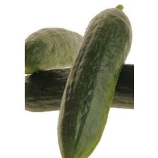 Mercury Hybrid Cucumber Seeds 1665