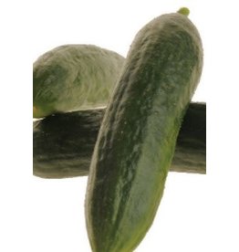 OSC Mercury Hybrid Cucumber Seeds 1665