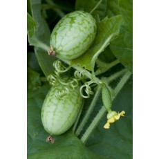 OSC Mouse Melon Cucumber Seeds 1623