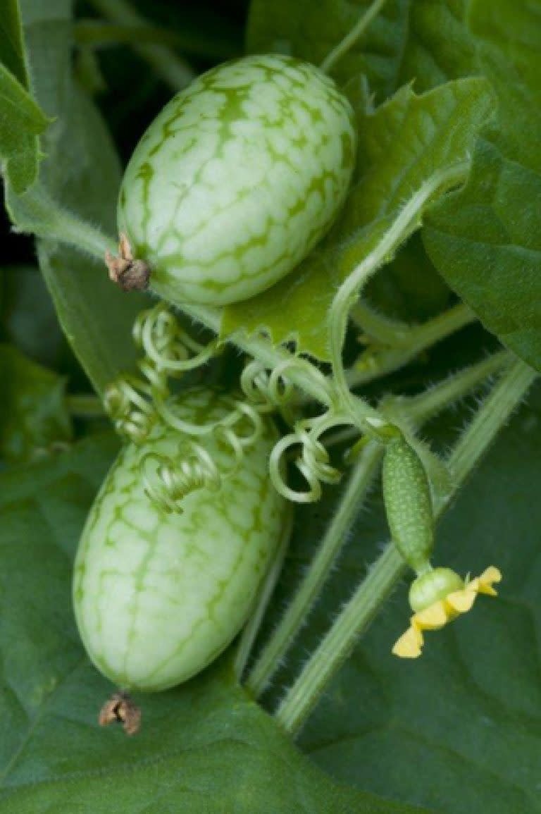 OSC Mouse Melon Cucumber Seeds 1623