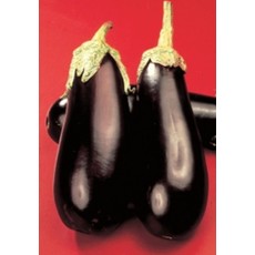 OSC Black Beauty Eggplant Seeds 1675