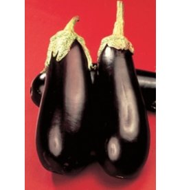 OSC Black Beauty Eggplant Seeds 1675