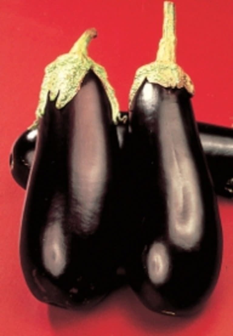 OSC Black Beauty Eggplant Seeds 1675