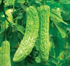 OSC Bitter Gourd or Bitter Melon Oriental Greens Seeds 2565