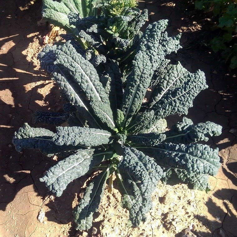 OSC Lacinato Kale Seeds 1702