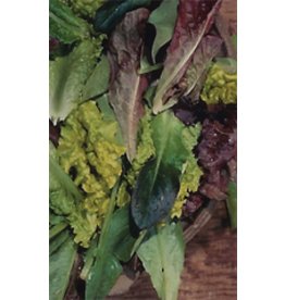 OSC Baby Leaf Blend Lettuce Seeds (Leaf Type) 1715