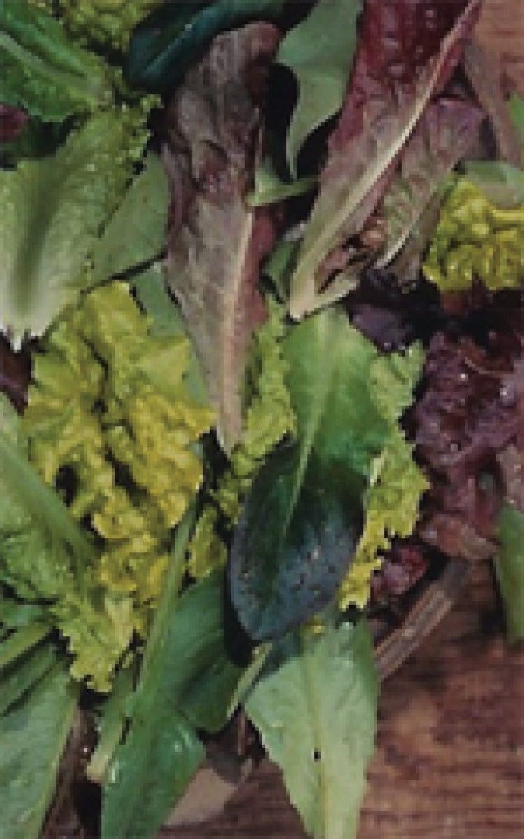 OSC Baby Leaf Blend Lettuce Seeds (Leaf Type) 1715