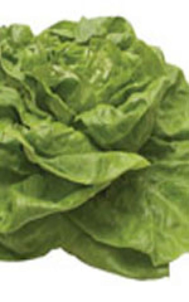 OSC Bibb Lettuce Seeds (Butterhead Type) 1745