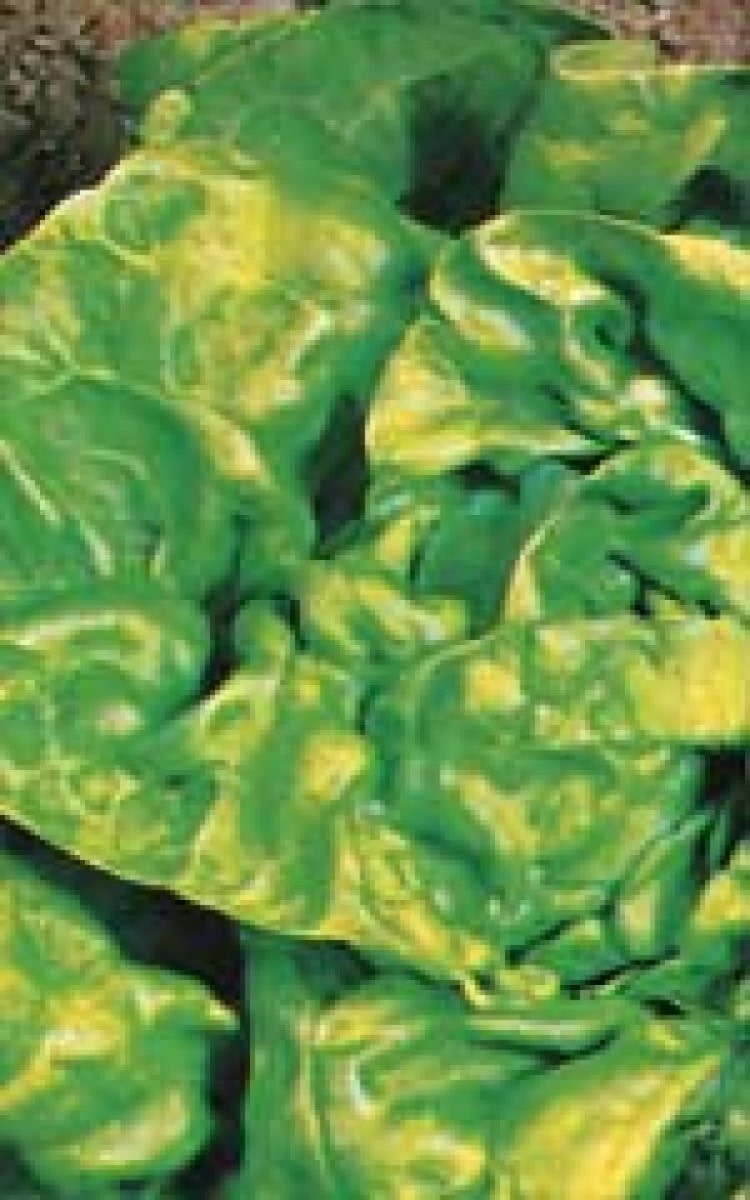 OSC Buttercrunch Lettuce Seeds (Butterhead Type) 1750