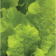 OSC Salad Bowl Lettuce Seeds (Leaf Type) 1740