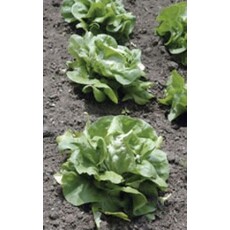 OSC White Boston Lettuce Seeds (Butterhead Type) 1760