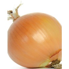 OSC Early Yellow Globe Onion Seeds (Market Type) 1820