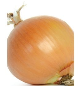OSC Early Yellow Globe Onion Seeds (Market Type) 1820