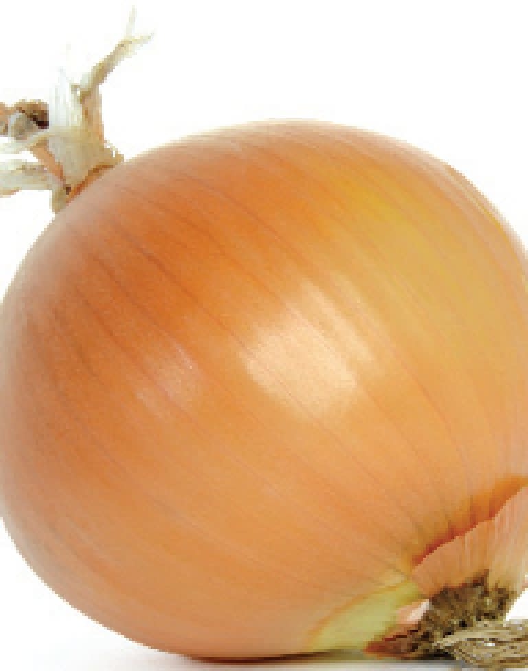 OSC Early Yellow Globe Onion Seeds (Market Type) 1820