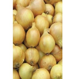 OSC Sweet Spanish Utah Onion Seeds (Large Globe Type) 1860