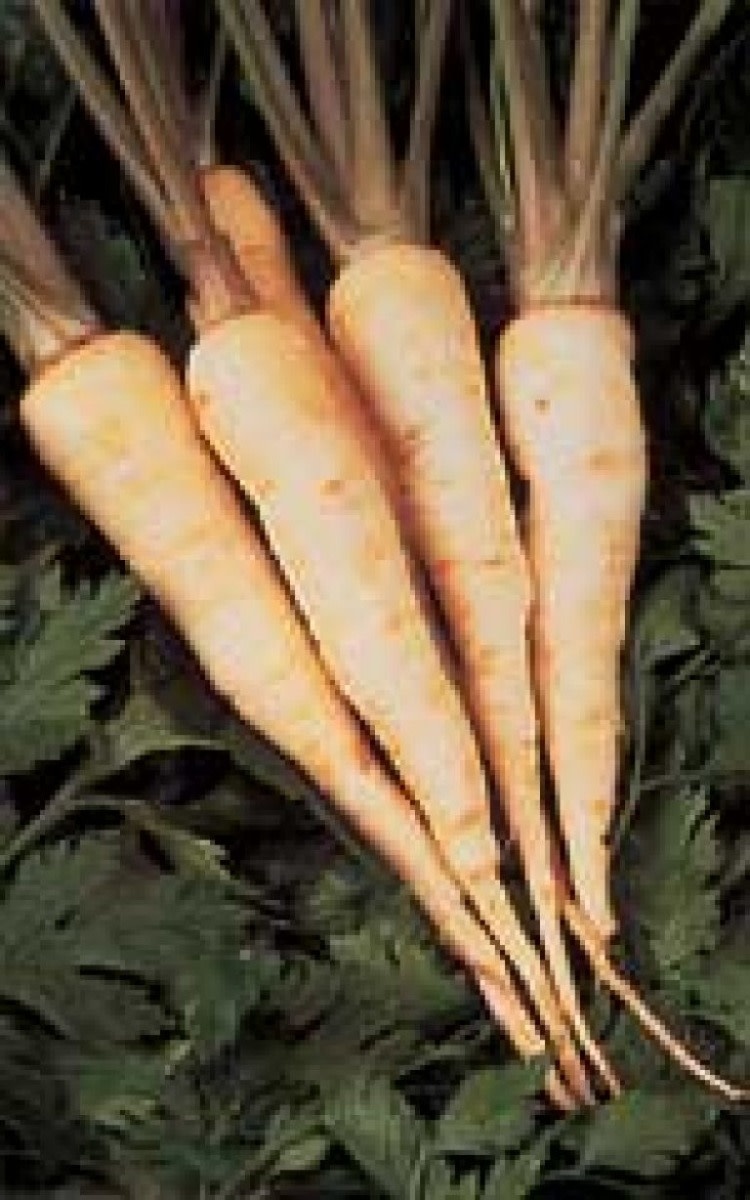 OSC Hollow Crown Improved Parsnip Seeds 1880