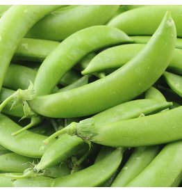 OSC Sugar Snap Pea Seeds (Edible Pod Type) 2010