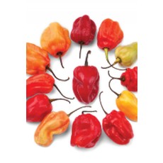 Caribbean Red Hot Pepper Seeds 1921