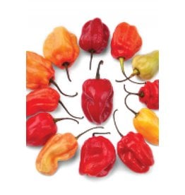 OSC Caribbean Red Hot Pepper Seeds 1921