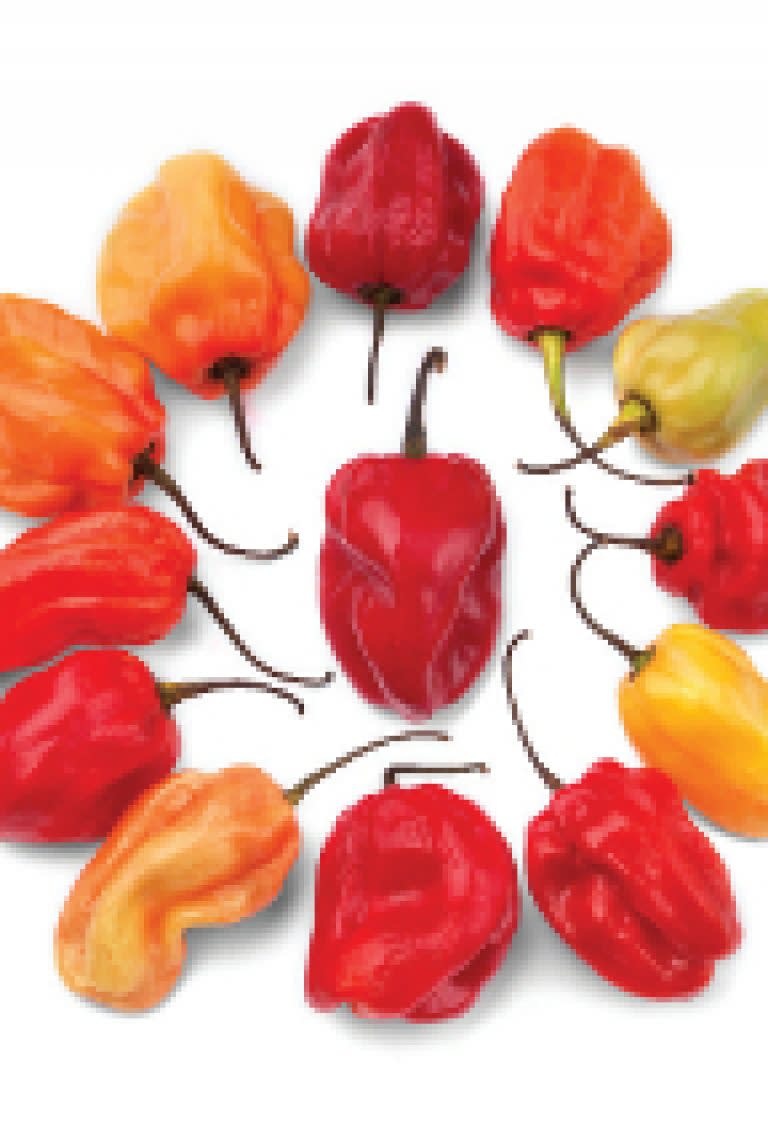 OSC Caribbean Red Hot Pepper Seeds 1921