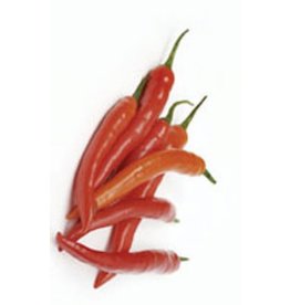 OSC Long Red Cayenne Pepper Seeds (Hot Chili Type) 1935